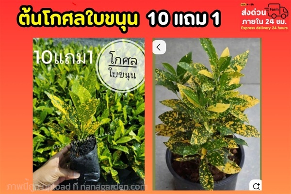 โกศลใบขนุน | ลิตเติ้ลพาร์ค Little Park - บางกรวย นนทบุรี