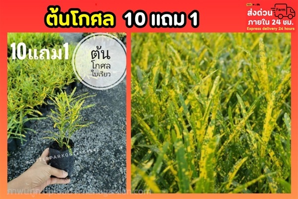 โกสนใบเรียว | ลิตเติ้ลพาร์ค Little Park - บางกรวย นนทบุรี