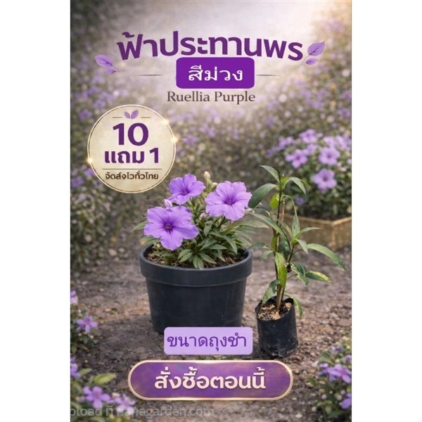 ต้นฟ้าประทานพรดอกสีม่วง | ลิตเติ้ลพาร์ค Little Park - บางกรวย นนทบุรี