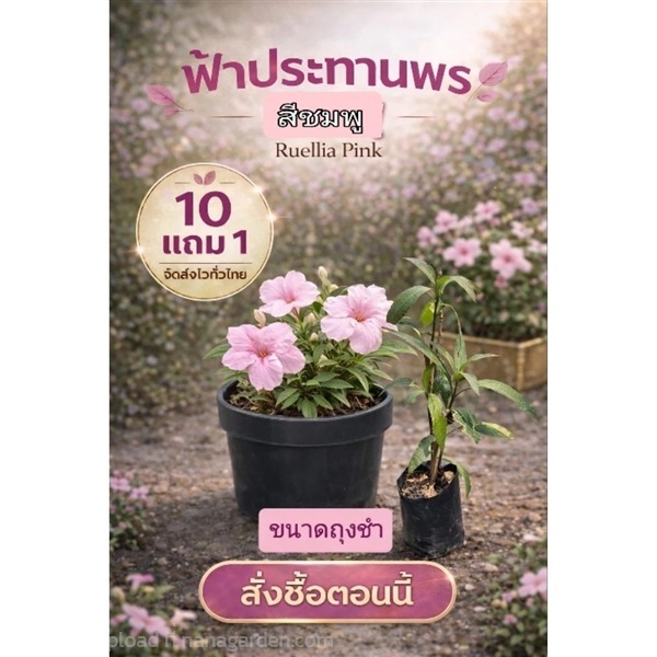 ต้นฟ้าประทานพรสีชมพู | ลิตเติ้ลพาร์ค Little Park - บางกรวย นนทบุรี