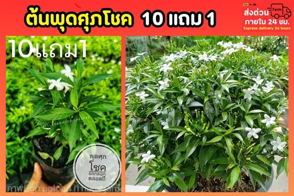 ต้นพุดศุภโชค | ลิตเติ้ลพาร์ค Little Park - บางกรวย นนทบุรี