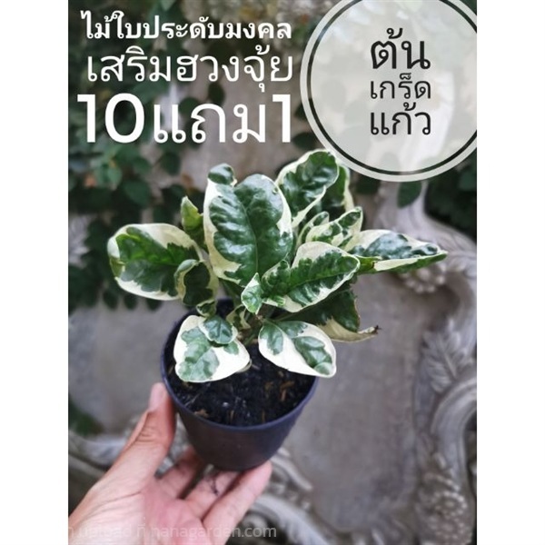 ต้นเกล็ดแก้ว | ลิตเติ้ลพาร์ค Little Park - บางกรวย นนทบุรี