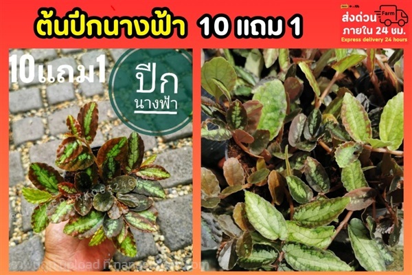 ปีกนางฟ้า | ลิตเติ้ลพาร์ค Little Park - บางกรวย นนทบุรี