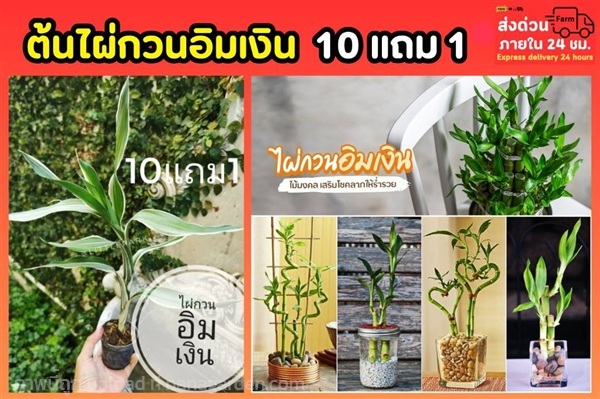 ต้นไผ่กวนอิมเงิน | ลิตเติ้ลพาร์ค Little Park - บางกรวย นนทบุรี