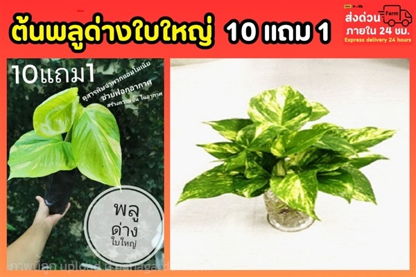 ต้นพลูด่างใบใหญ่ | ลิตเติ้ลพาร์ค Little Park - บางกรวย นนทบุรี