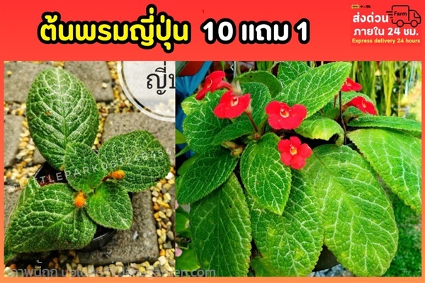 ต้นพรมญี่ปุ่น (พรมกำมะหยี่) | ลิตเติ้ลพาร์ค Little Park - บางกรวย นนทบุรี