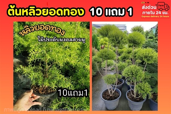 ต้นหลิวยอดทอง | ลิตเติ้ลพาร์ค Little Park - บางกรวย นนทบุรี