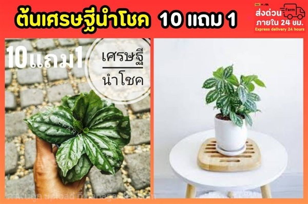ต้นเศรษฐีนำโชค | ลิตเติ้ลพาร์ค Little Park - บางกรวย นนทบุรี