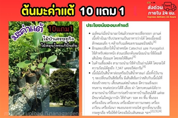 ต้นมะค่าแต้ | ลิตเติ้ลพาร์ค Little Park - บางกรวย นนทบุรี