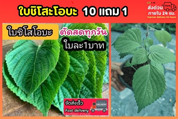 ใบชิโสะโอบะ 50 ใบ | ลิตเติ้ลพาร์ค Little Park - บางกรวย นนทบุรี