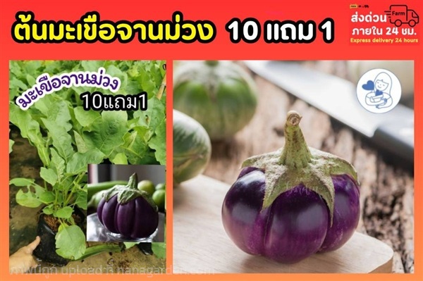 ต้นมะเขือจานม่วง ถุงชำ 6 นิ้ว | ลิตเติ้ลพาร์ค Little Park - บางกรวย นนทบุรี