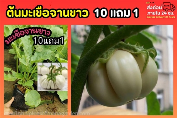 ต้นมะเขือจานขาว ถุงชำ 6 นิ้ว | ลิตเติ้ลพาร์ค Little Park - บางกรวย นนทบุรี