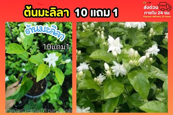 ต้นมะลิลา | ลิตเติ้ลพาร์ค Little Park - บางกรวย นนทบุรี