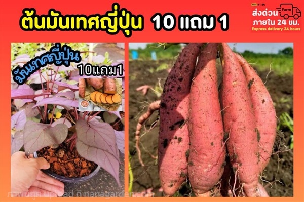 มันเทศญี่ปุ่น | ลิตเติ้ลพาร์ค Little Park - บางกรวย นนทบุรี