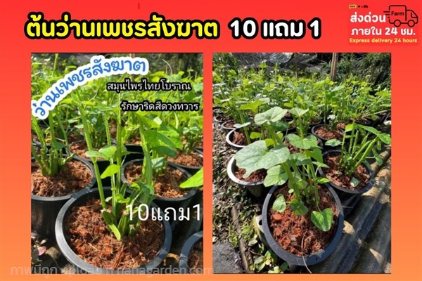 ต้นว่านเพชรสังฆาต | ลิตเติ้ลพาร์ค Little Park - บางกรวย นนทบุรี