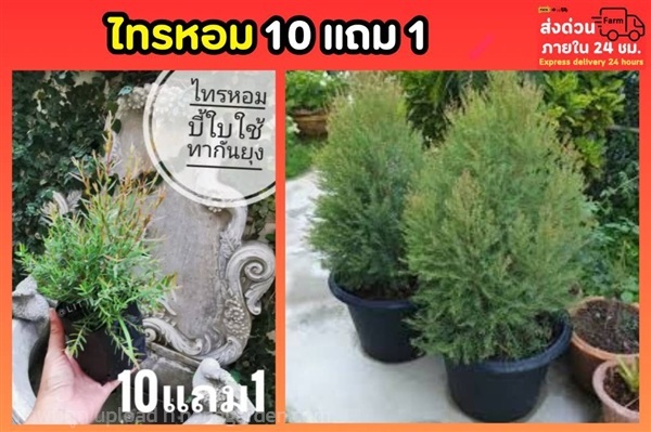 ไทรหอม | ลิตเติ้ลพาร์ค Little Park - บางกรวย นนทบุรี