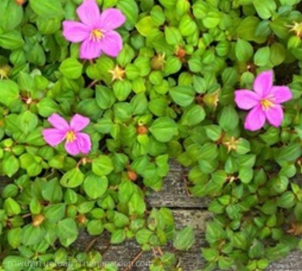 โครงเครงเลื้อย | ลิตเติ้ลพาร์ค Little Park - บางกรวย นนทบุรี