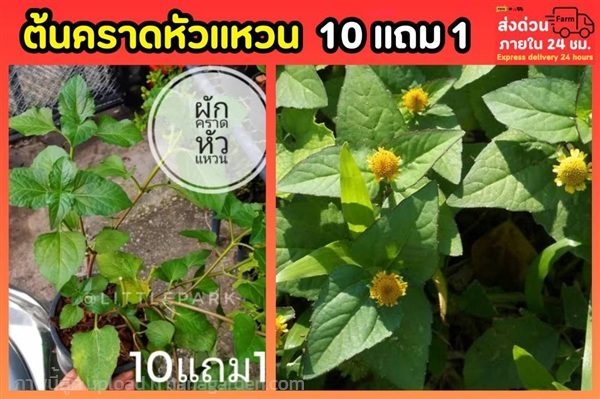 ต้นคราดหัวแหวน | ลิตเติ้ลพาร์ค Little Park - บางกรวย นนทบุรี
