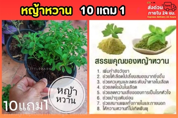 หญ้าหวาน | ลิตเติ้ลพาร์ค Little Park - บางกรวย นนทบุรี