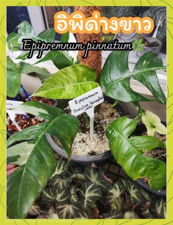 ต้นอิพิด่างขาว Epipremnum pinnatum | ลิตเติ้ลพาร์ค Little Park - บางกรวย นนทบุรี