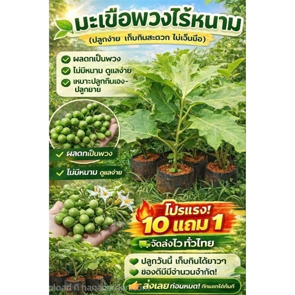 มะเขือพวง  | ลิตเติ้ลพาร์ค Little Park - บางกรวย นนทบุรี