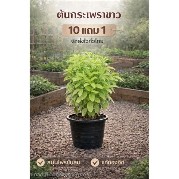 ต้นกระเพราขาว ถุงชำ6นิ้ว | ลิตเติ้ลพาร์ค Little Park - บางกรวย นนทบุรี