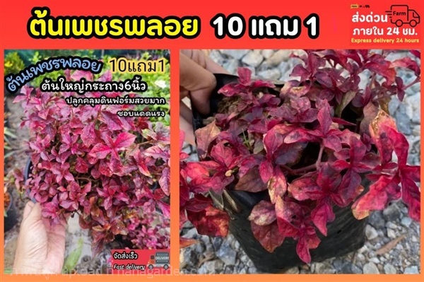 ต้นเพชรพลอย กระถาง 6 นิ้ว | ลิตเติ้ลพาร์ค Little Park - บางกรวย นนทบุรี