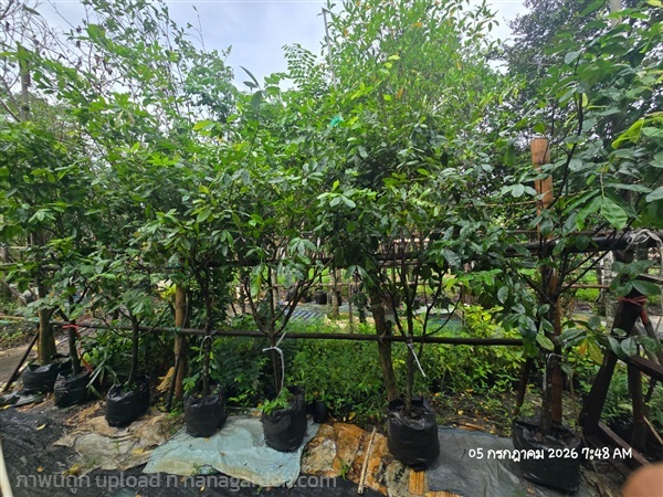 ช้างน้าว2" | สวนป้านิตย์ ปราจีนบุรี - เมืองปราจีนบุรี ปราจีนบุรี