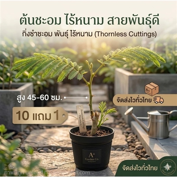 ต้นชะอมไร้หนาม | ลิตเติ้ลพาร์ค Little Park - บางกรวย นนทบุรี