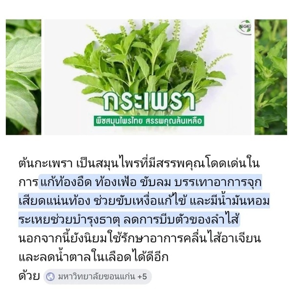 ต้นกระเพราป่า ถุงชำ 6 นิ้ว | ลิตเติ้ลพาร์ค Little Park - บางกรวย นนทบุรี