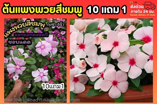 ต้นแพงพวยสีชมพู กระถาง 6 นิ้ว | ลิตเติ้ลพาร์ค Little Park - บางกรวย นนทบุรี