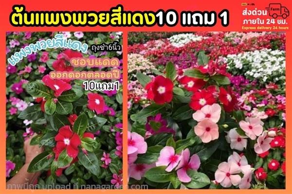 ต้นแพงพวยสีแดง | ลิตเติ้ลพาร์ค Little Park - บางกรวย นนทบุรี