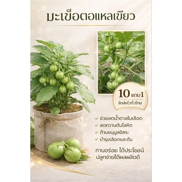 ต้นมะเขือตอแหลสีเขียว | ลิตเติ้ลพาร์ค Little Park - บางกรวย นนทบุรี