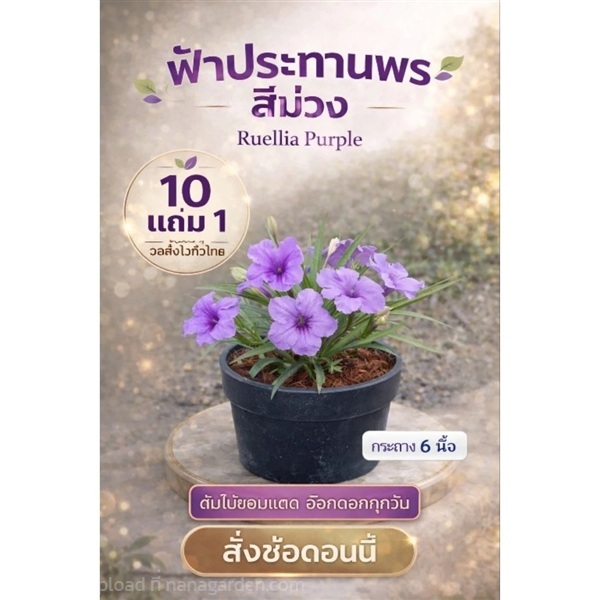 ต้นฟ้าประทานพรดอกสีม่วง กระถาง 6 นิ้ว | ลิตเติ้ลพาร์ค Little Park - บางกรวย นนทบุรี