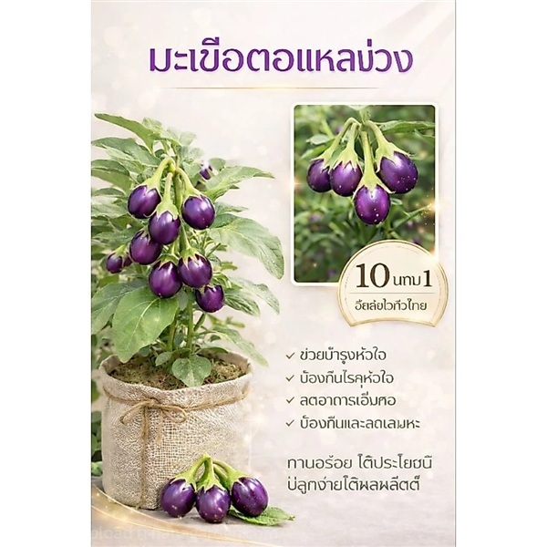 ต้นมะเขือตอแหลม่วง | ลิตเติ้ลพาร์ค Little Park - บางกรวย นนทบุรี
