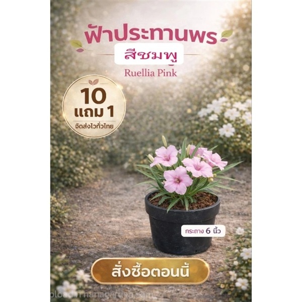 ต้นฟ้าประทานพรสีชมพู กระถาง 6 นิ้ว | ลิตเติ้ลพาร์ค Little Park - บางกรวย นนทบุรี