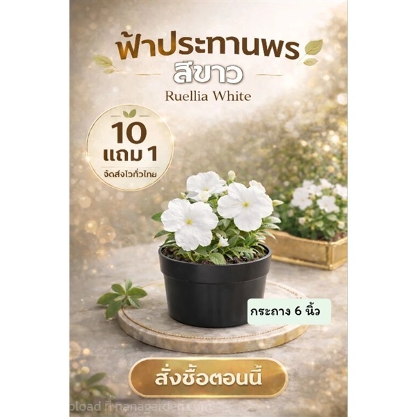 ต้นฟ้าประทานพรสีขาว กระถาง 6 นิ้ว | ลิตเติ้ลพาร์ค Little Park - บางกรวย นนทบุรี