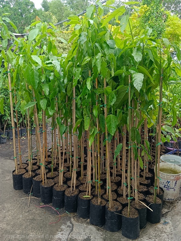 ต้นสำรองขนาดบิ๊กไซส์ | สมบูรณ์จัดหาพันธ์ไม้ - หนองเสือ ปทุมธานี