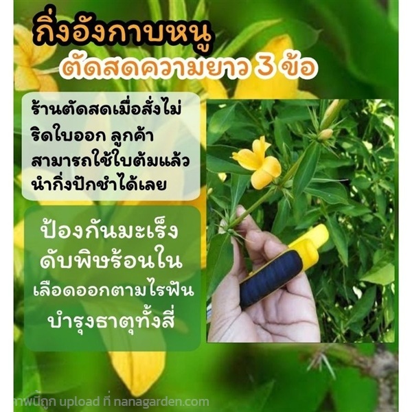 กิ่งต้นอังกาบหนูตัดสด? ความยาว? 3 ข้อ? | ลิตเติ้ลพาร์ค Little Park - บางกรวย นนทบุรี