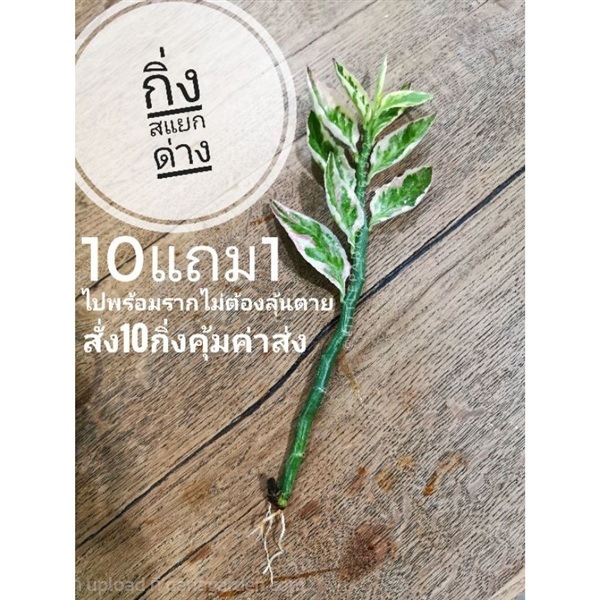 กิ่งสแยกด่างชมพู | ลิตเติ้ลพาร์ค Little Park - บางกรวย นนทบุรี