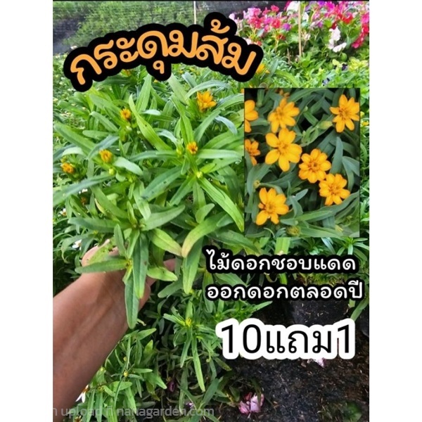 ต้นกระดุมส้ม | ลิตเติ้ลพาร์ค Little Park - บางกรวย นนทบุรี