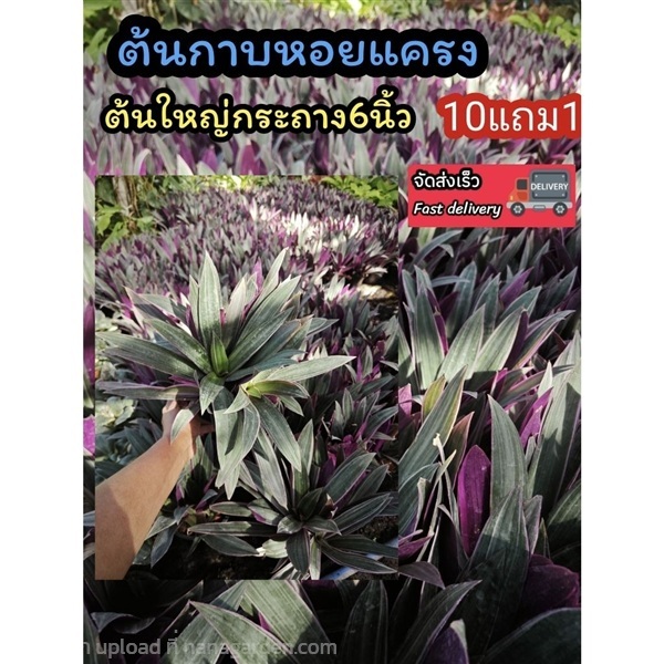 ต้นกาบหอยแครงใบสีม่วง | ลิตเติ้ลพาร์ค Little Park - บางกรวย นนทบุรี