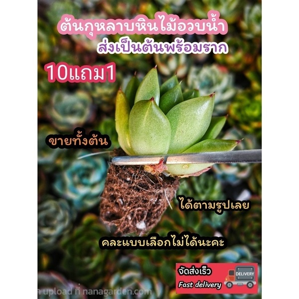 ต้นกุหลาบหิน | ลิตเติ้ลพาร์ค Little Park - บางกรวย นนทบุรี