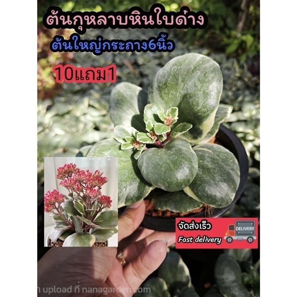 ต้นกุหลาบหินใบด่าง | ลิตเติ้ลพาร์ค Little Park - บางกรวย นนทบุรี