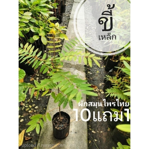 ต้นขี้เหล็ก | ลิตเติ้ลพาร์ค Little Park - บางกรวย นนทบุรี
