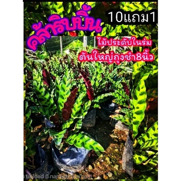 ต้นคล้าริบบิ้น | ลิตเติ้ลพาร์ค Little Park - บางกรวย นนทบุรี