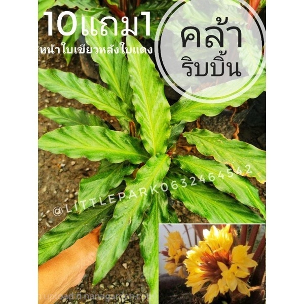 ต้นคล้าริบบิ้นแดง? | ลิตเติ้ลพาร์ค Little Park - บางกรวย นนทบุรี
