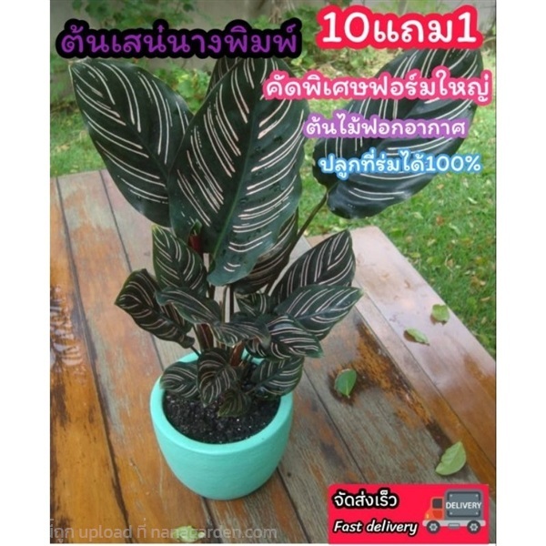ต้นคล้าเสน่นางพิมพ์ | ลิตเติ้ลพาร์ค Little Park - บางกรวย นนทบุรี