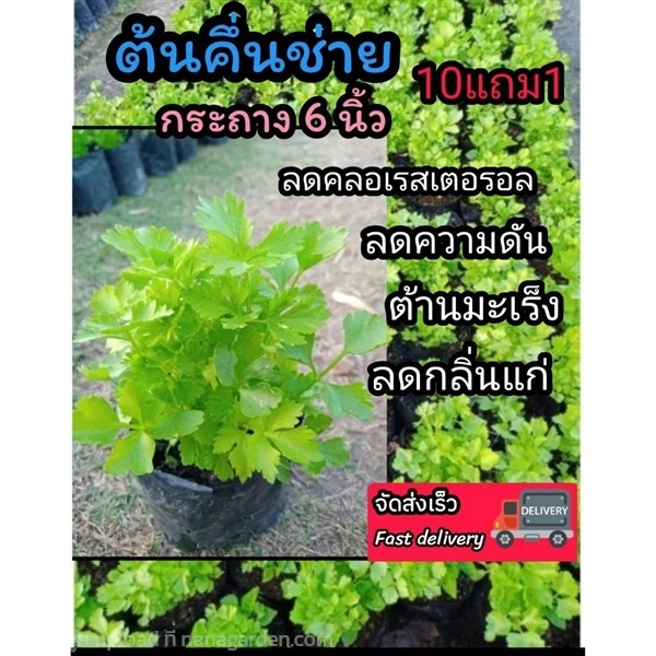 ต้นคึ่นช่าย | ลิตเติ้ลพาร์ค Little Park - บางกรวย นนทบุรี