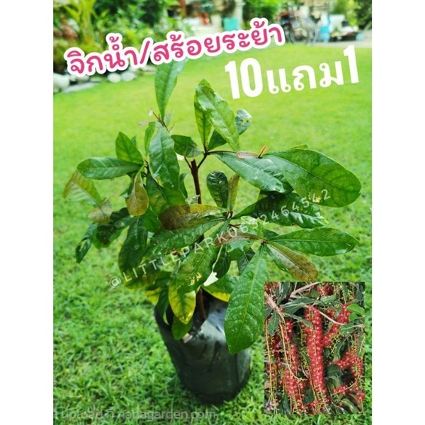 ต้นจิกน้ำ? ต้นสร้อยระย้า | ลิตเติ้ลพาร์ค Little Park - บางกรวย นนทบุรี
